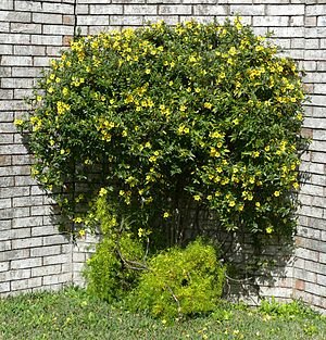 Carolina_jessamine_shrub_--_Gelsemium_sempervirens.jpg