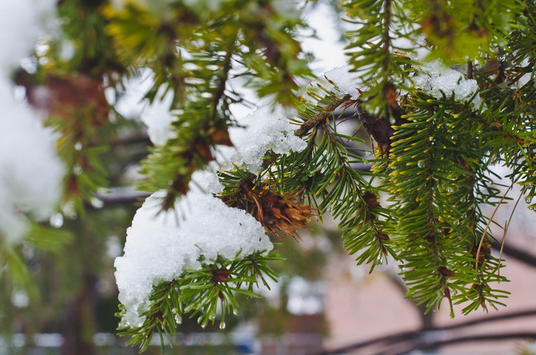 Pine cones on the frozen pine tree branches.JPG