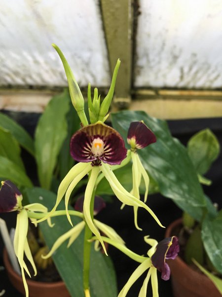 Smith Greenhouses - orchid7 crop January 2020.jpg