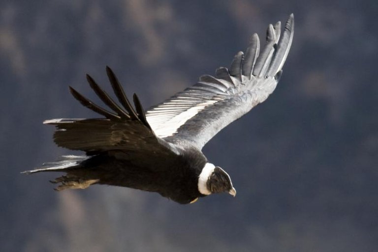 Condor-Foto-Pedro-Szekely_800x534.jpg