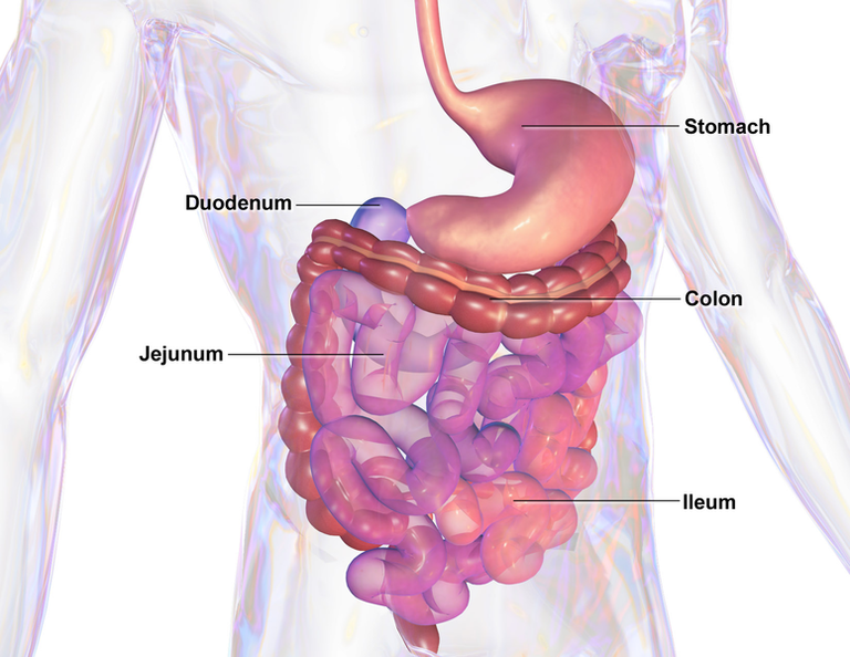 Blausen_0432_GastroIntestinalSystem.png