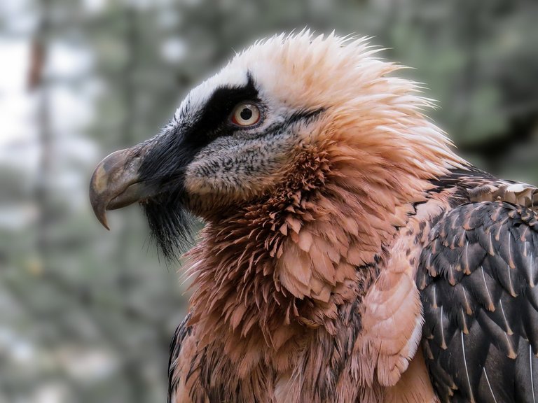 bearded-vulture-580323_1280.jpg