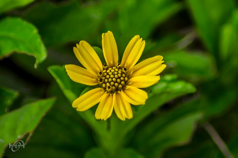 Daisy Flower.jpg