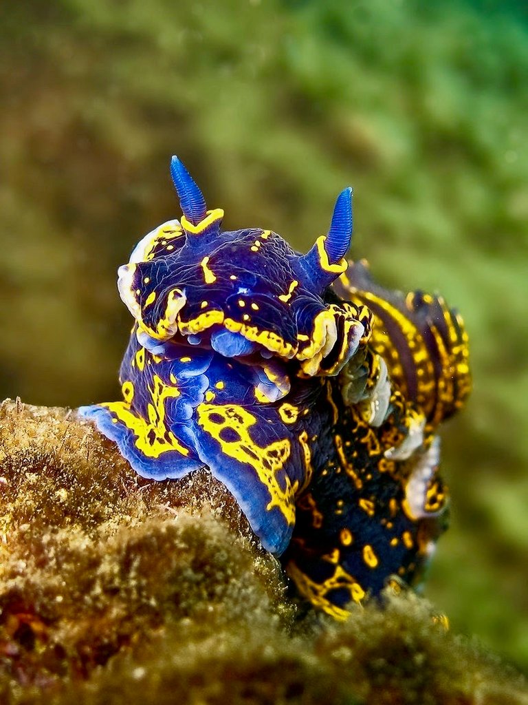 sea_slug_by_danibarchana-d5aepga 5.jpg