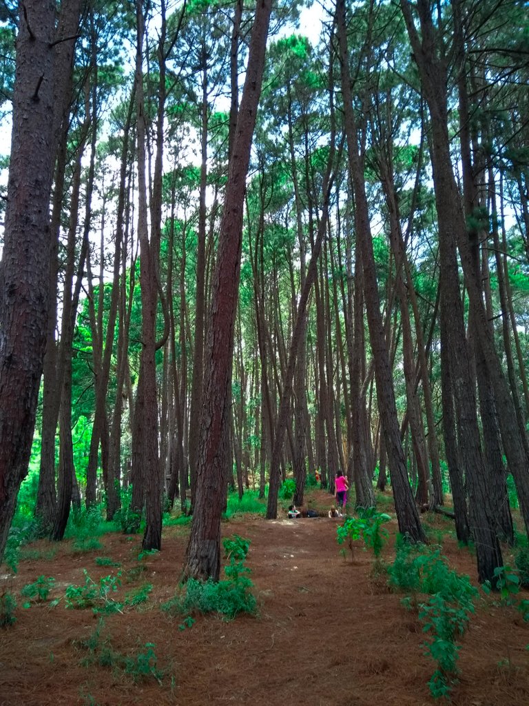 bosque de pinos agosto 2018-6.jpg