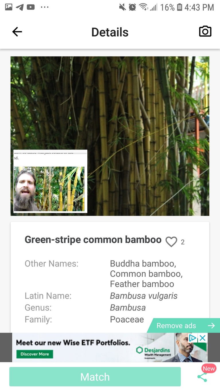 Screenshot_20190928-164326_PictureThis.jpg