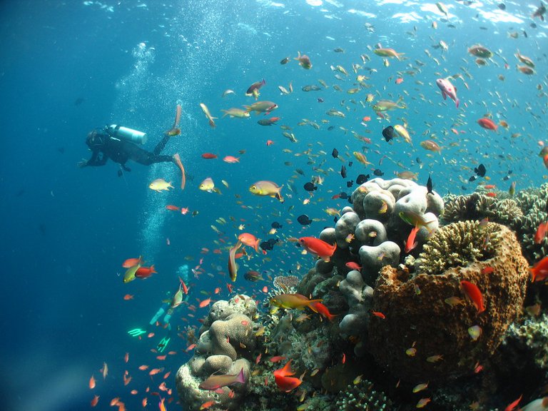 snorkeling-tioman-malaysia3.jpg