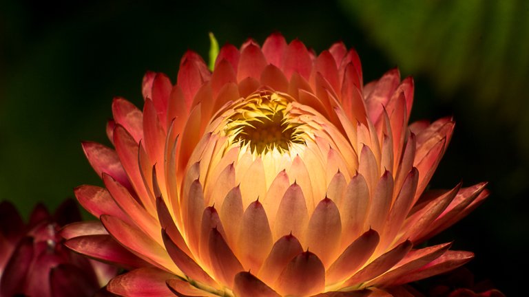 25-07-2018-bokeh-strawflower-03500.jpg