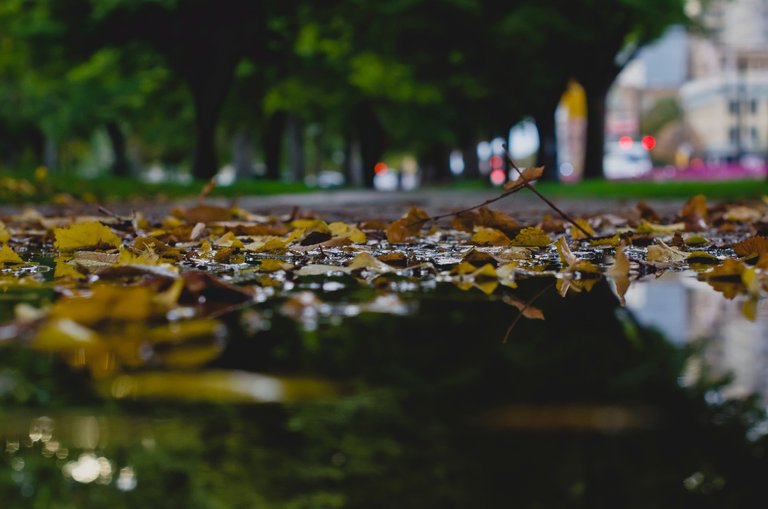 Leaves in the sidewalk puddle.JPG