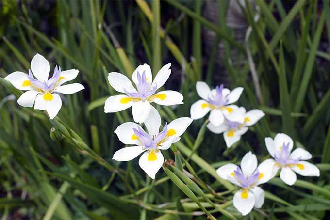 Cut-Back-Your-Bicolor-Iris.jpg