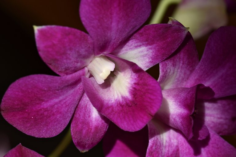 Dendrobium Phal Purple Happiness 6.jpg