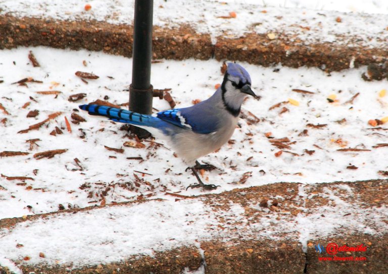 Blue Jay PFW03_0091.JPG