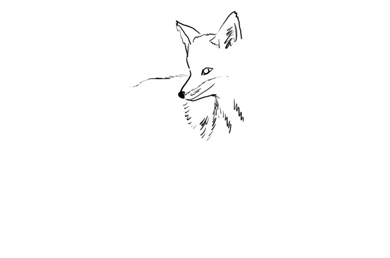 fox(433).jpg