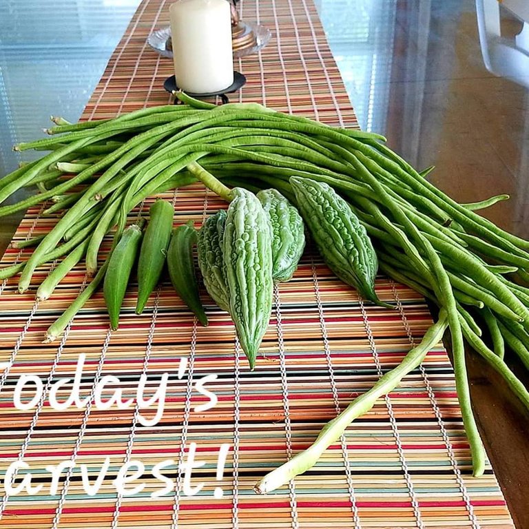 harvest.jpg