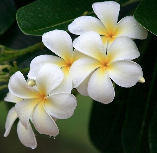 frangipani1.jpg