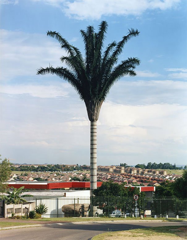 palm-tree3.jpg