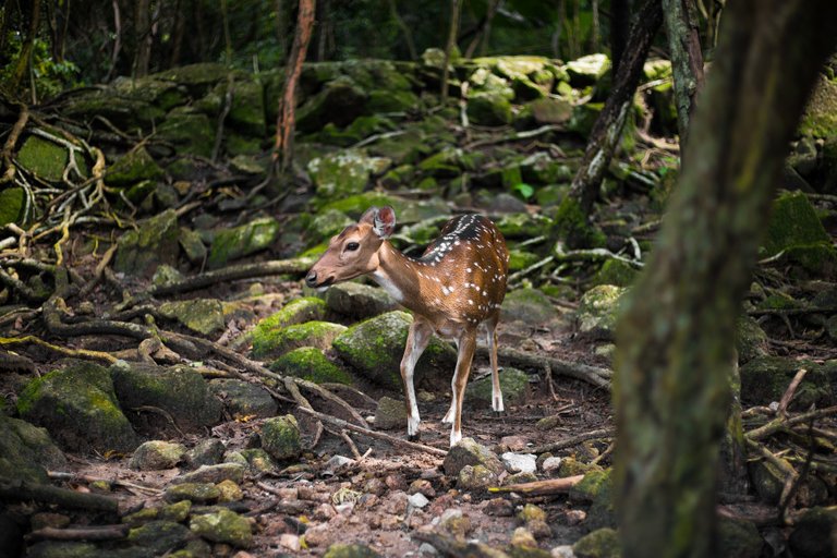 roe-deer-3264031_1920.jpg