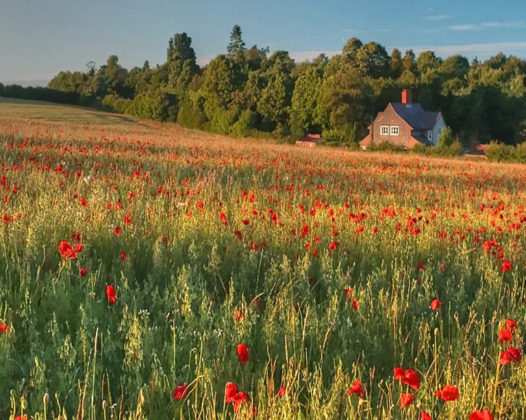 poppyfield3_HDR10X8.jpg