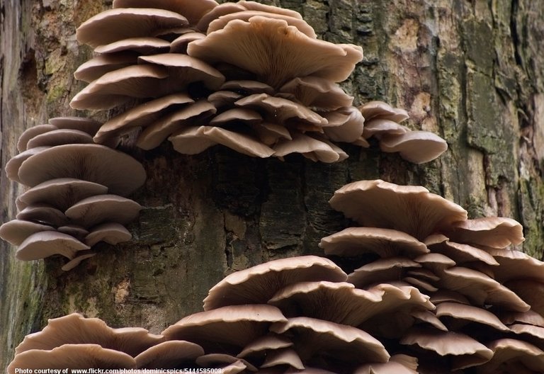 MushroomFungusOnTreeTrunk-001-0901718.jpg