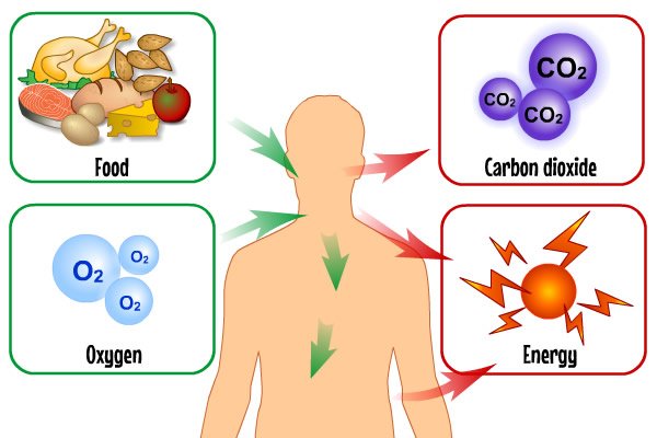 food_oxygen_energy.jpg