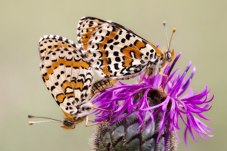 Roter Scheckenfalter (Melitaea didyma)_Q22A5110-BF - Kopie.jpg