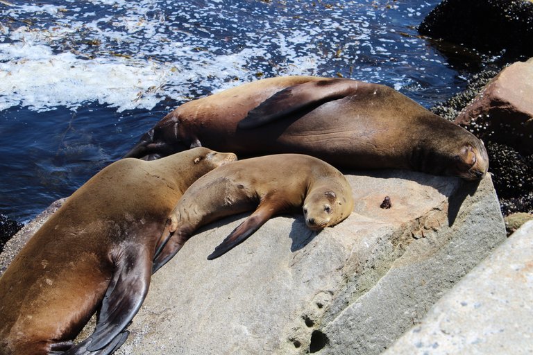 SeaLions17.JPG