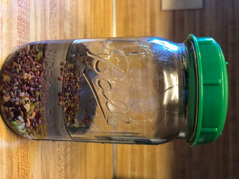 Soaking Seeds.JPG