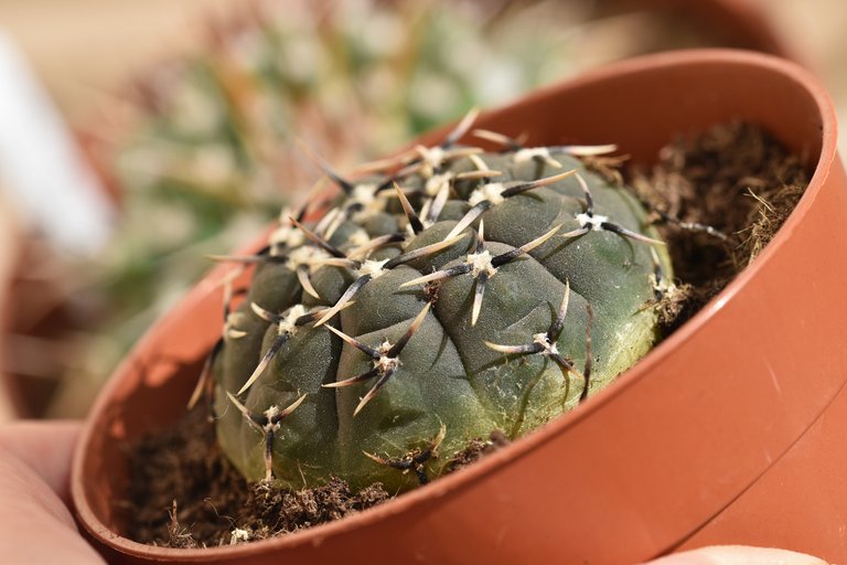 Gymnocalycium new 4.jpg