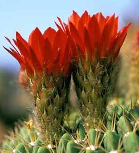 large cactus flowers.jpg