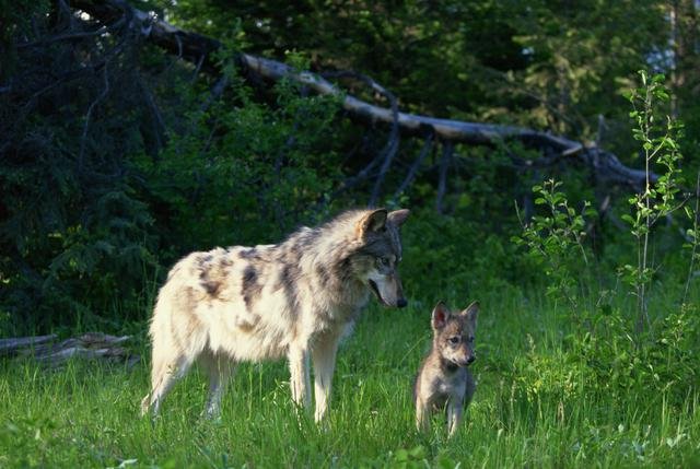 Los-5-mejores-padres-del-reino-animal.jpg