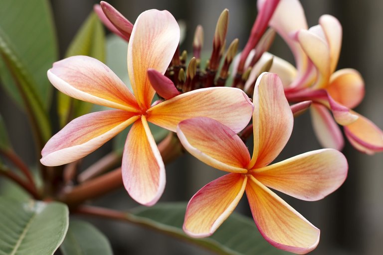 frangipani-1154646_1280.jpg