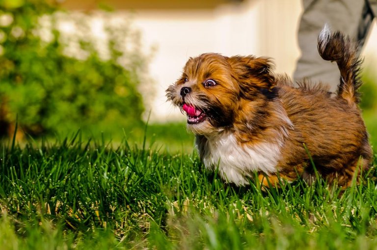 Lhasa apso puppy.jpg