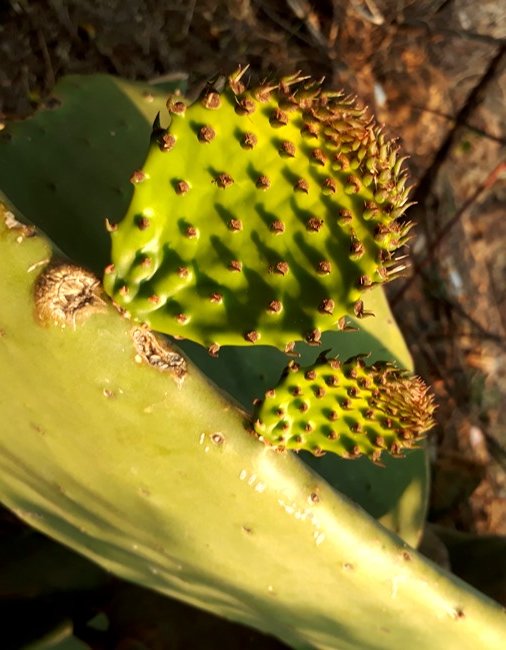 opuntia leaves.jpg