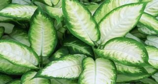 dieffenbachia-xl-321x171x80xX.jpg