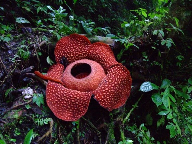 full-rafflesia-flower.jpg