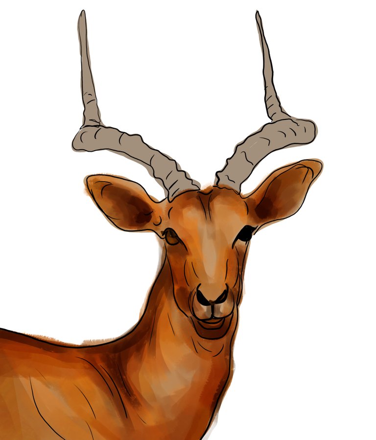 deer (464).jpg