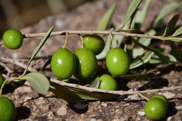 olives-1757221__480.jpg