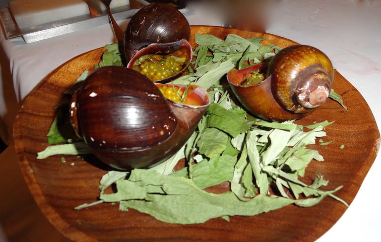 Amazonian Snails.jpg