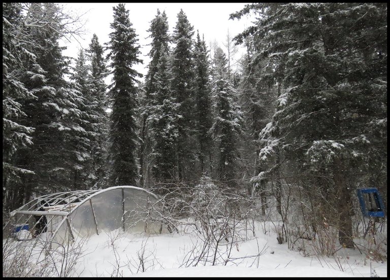 snowy evergreens surrounding hoop house snowing.JPG