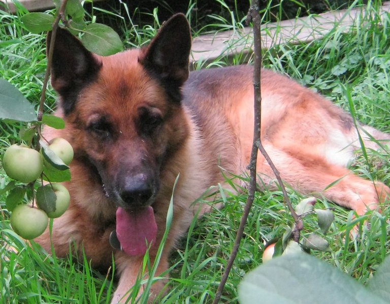 Bruno eyeballing apples on the tree.JPG