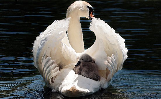 swan-2350668__340.jpg