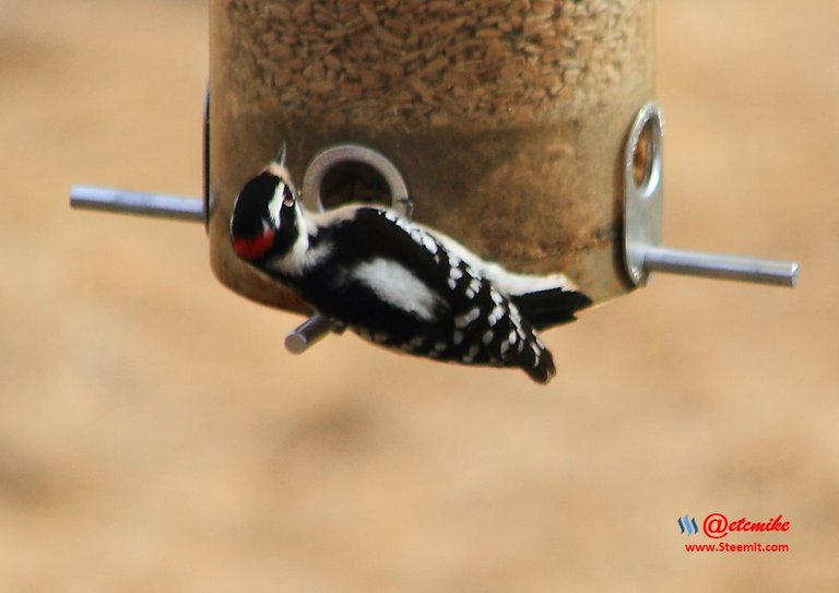 Downy Woodpecker IMG_0114.JPG