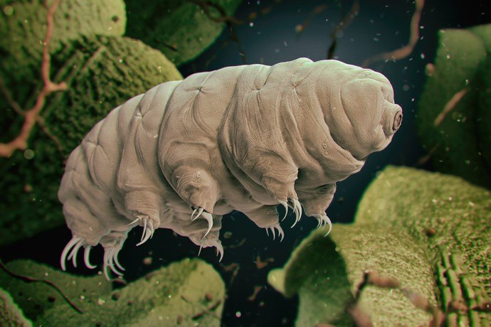 tardigradi-uova1.jpg