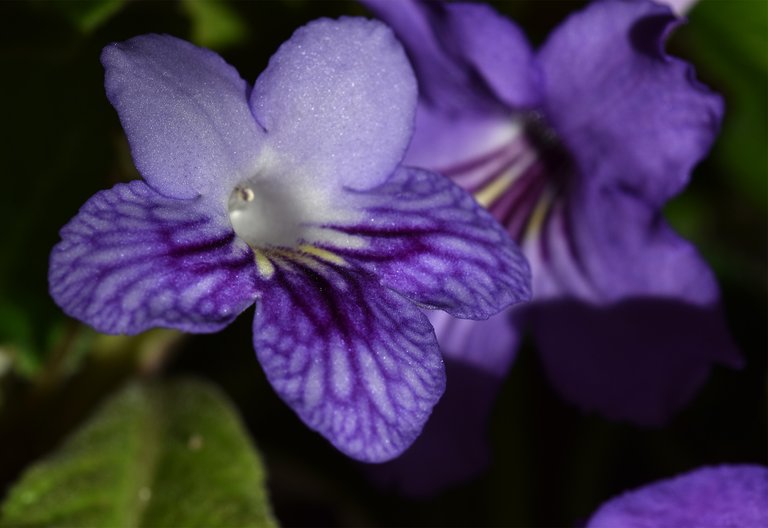 Streptocarpus mom baby 3.jpg