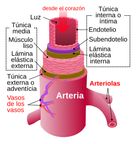 275px-Arteria_svg.png