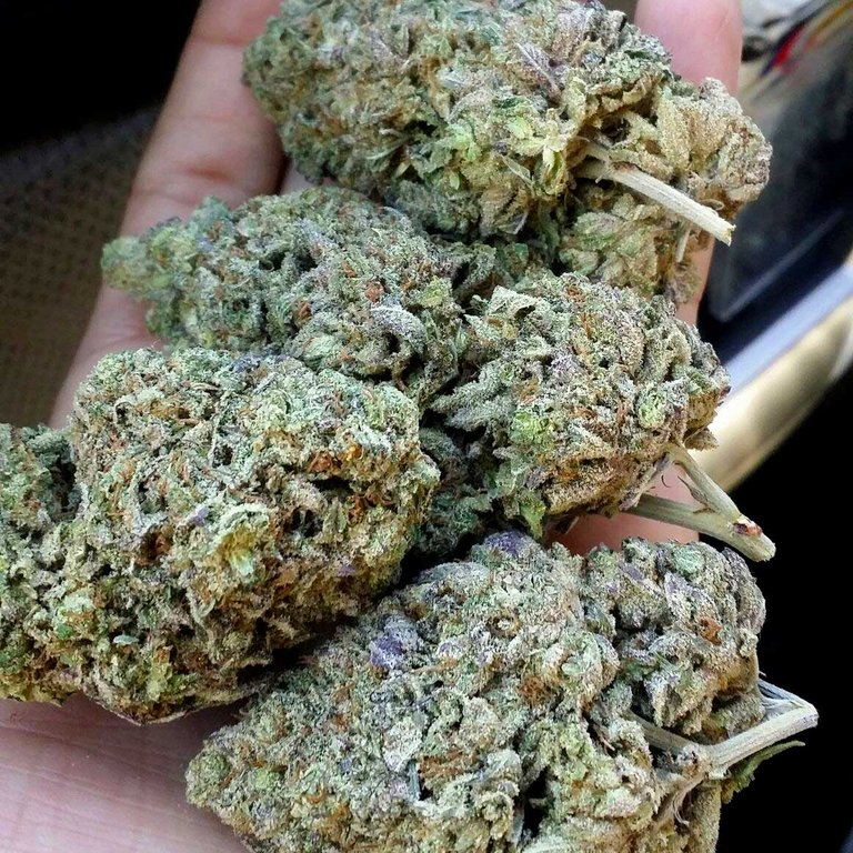 huge-cannabis-buds-in-hand.jpg