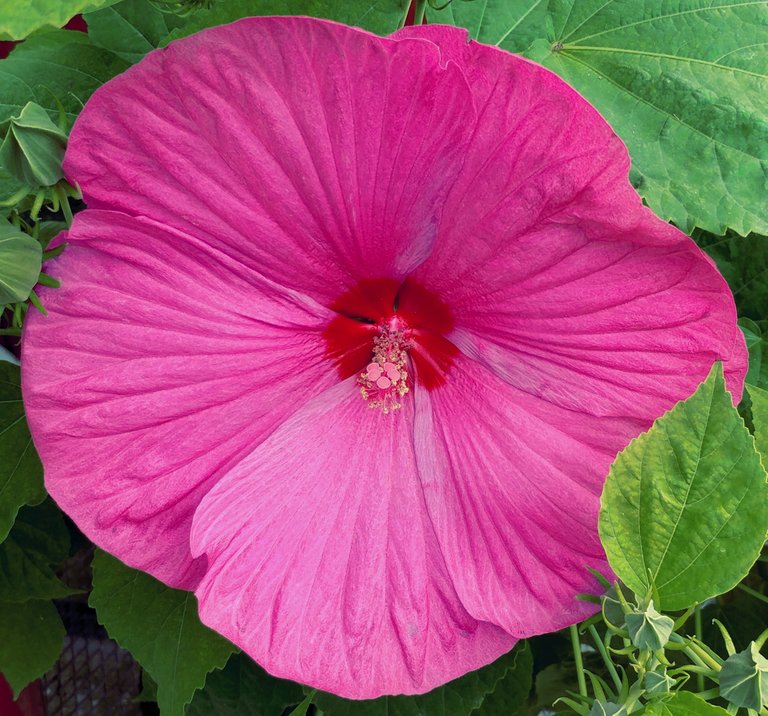 pinkhibiscus1ok.jpg