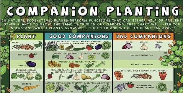 Companion-Planting-WEAR-Featured.jpg