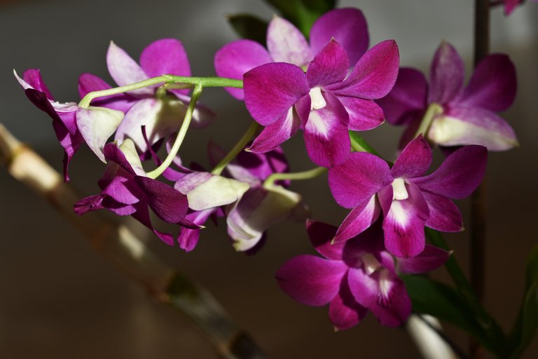 Dendrobium Phal Purple Happiness 3.jpg