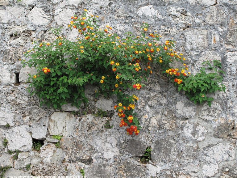 FlowersOnTheWall-001-090418.jpg